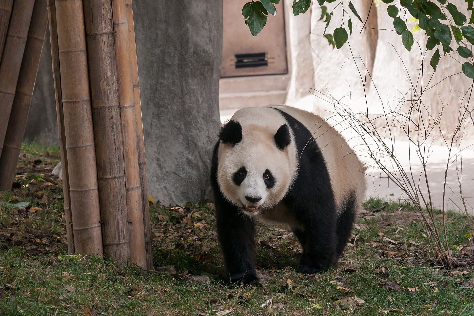 Chengdu Panda Base