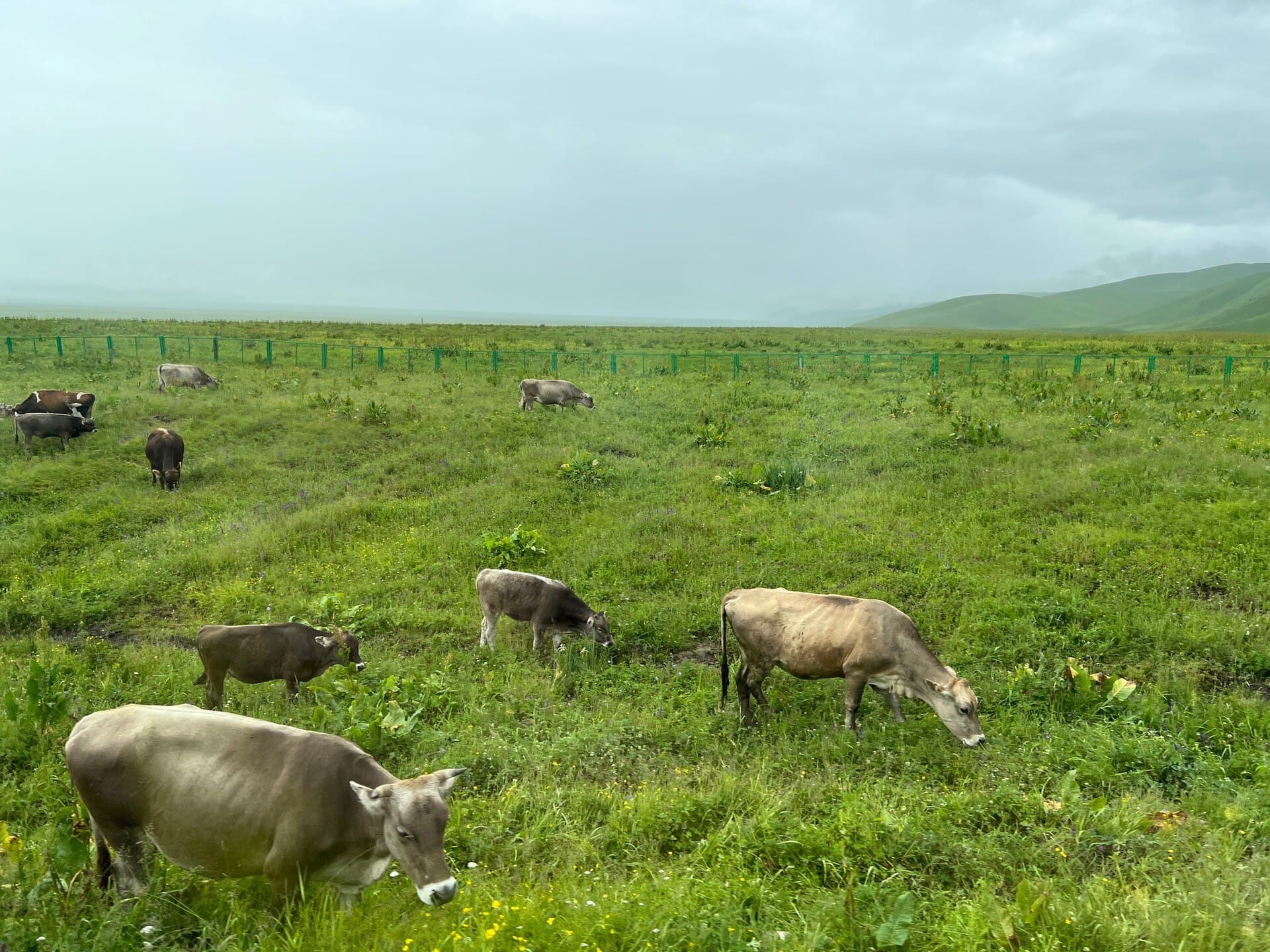 Nalati Grassland